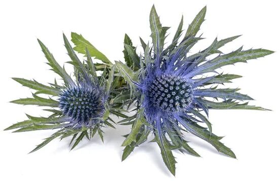 Prostovit contains sea holly extract