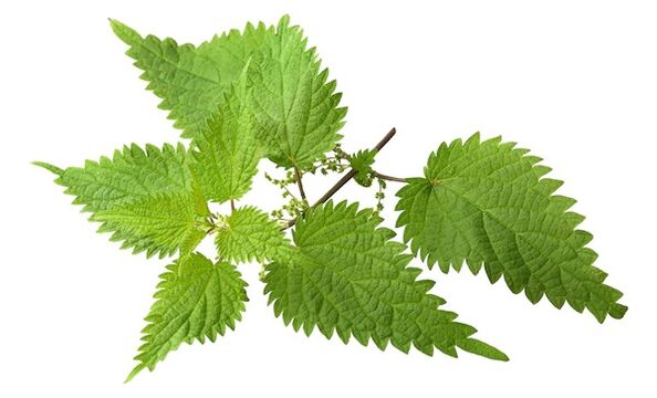 Prostovit will get nettle extract