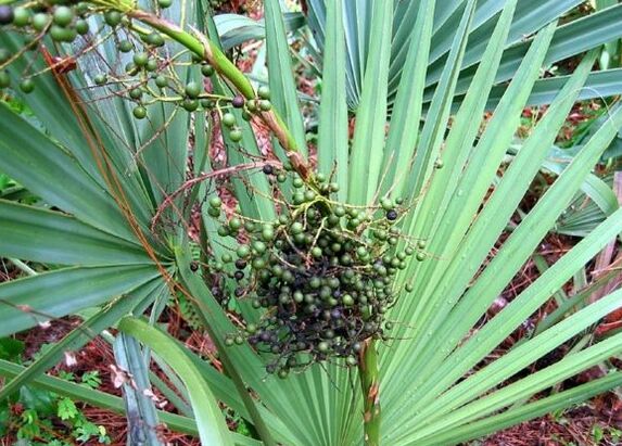 Sabal or rampant grace